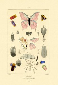 Mariposas de French School